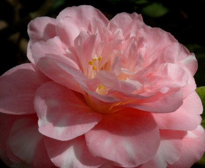 Camellias in Bloom