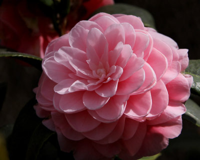 Camellias in Bloom