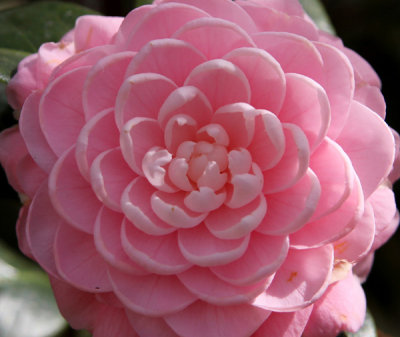 Camellias in Bloom