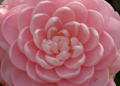 Camellias in Bloom