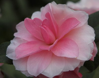 Camellias in Bloom