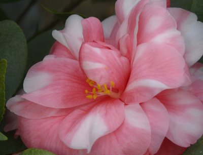 Camellias in Bloom