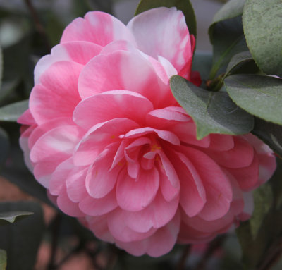 Camellias in Bloom