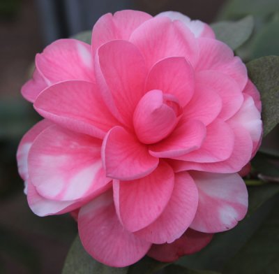Camellias in Bloom