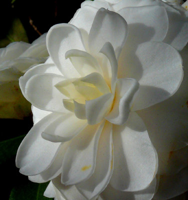 Camellias in Bloom