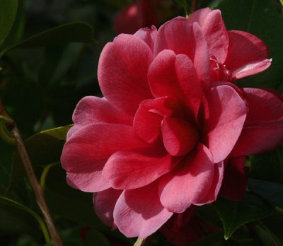 Camellias in Bloom