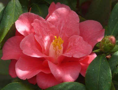 Camellias in Bloom