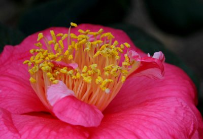 Camellias in Bloom