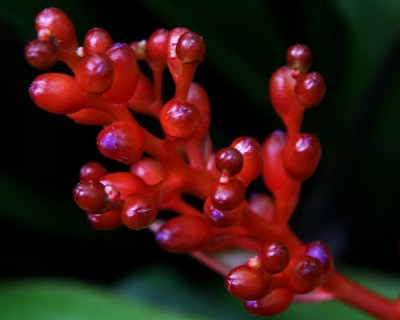 Birmingham Botanical Gardens
