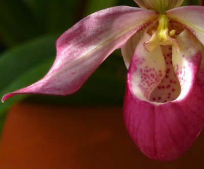 Blooming Orchids