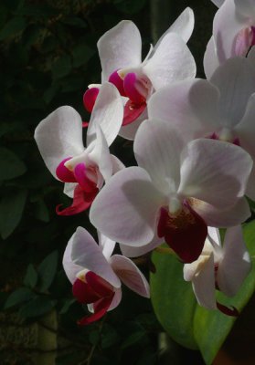 Blooming Orchids