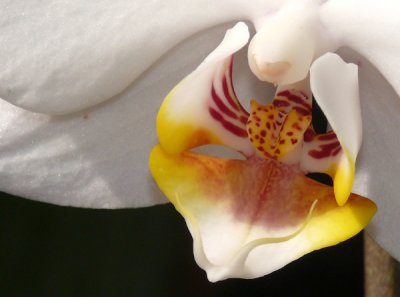 Blooming Orchids