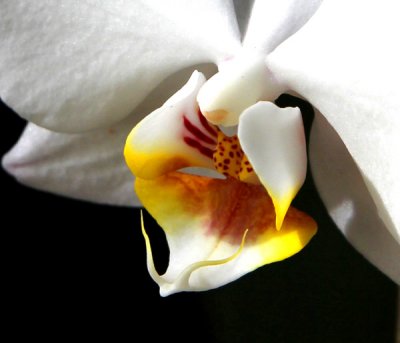 Blooming Orchids