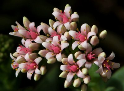 Flowering Cactus