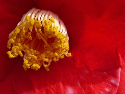Camellias in Bloom