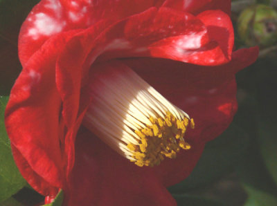 Camellias in Bloom