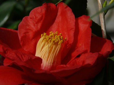 Camellias in Bloom