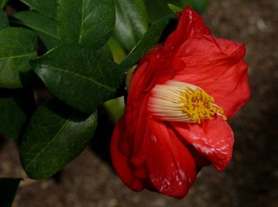 Camellias in Bloom