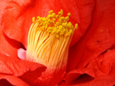 Camellias in Bloom