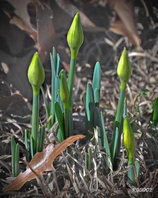 February 9 - First Signs of Spring