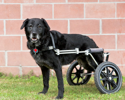 SEPTEMBER 2012 ONLINE COMPETITION - WHEELS