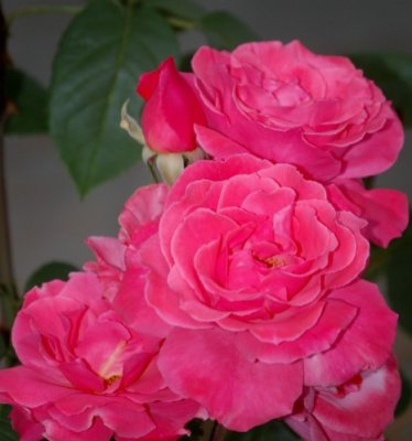 My Roses 4.JPG
