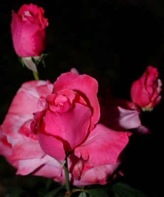 My Roses3.JPG