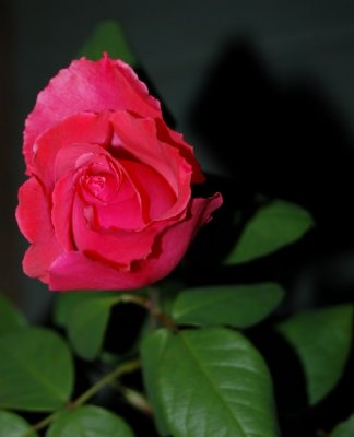 My Roses5.JPG