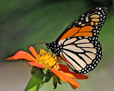 Watercolor Monarch