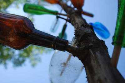 Bottle Tree