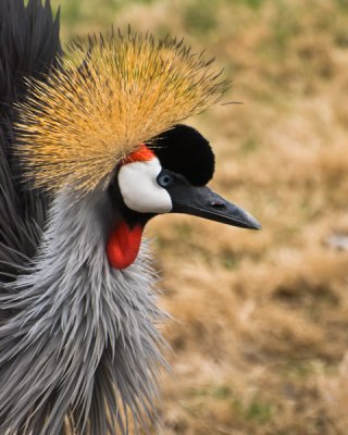 Crowned Elegance
