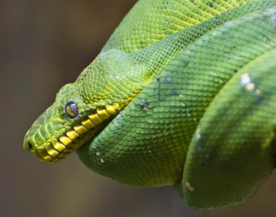 Emerald Boa