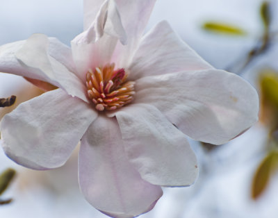 February Bloom