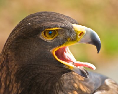 Golden Eagle