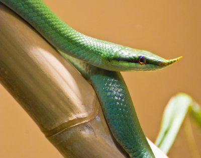 Horn-nosed Snake