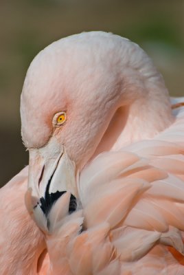 Pretty In Pink