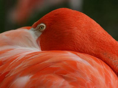 Flamingo's Time Out