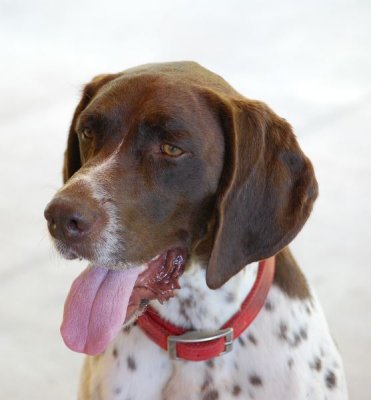 Jake