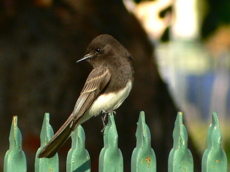 phoebe on the fence.jpg