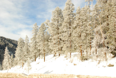 winter forest.jpg