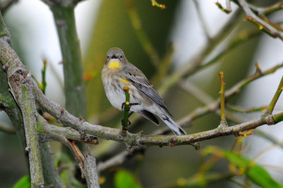 yellow rump warbler.jpg