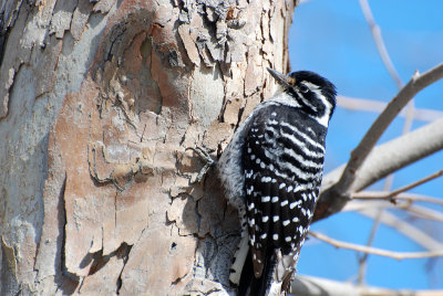 nuttalls woodpecker.jpg