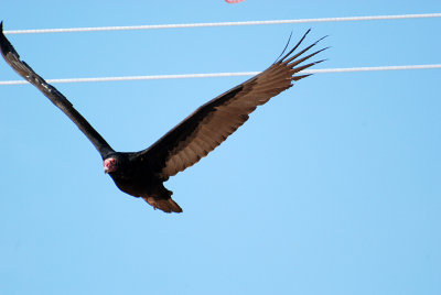 vulture.jpg