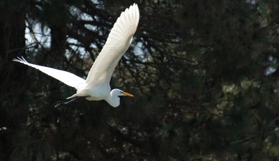 egret in flight.jpg