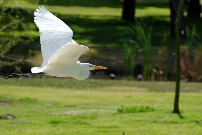 great egret in flight.jpg
