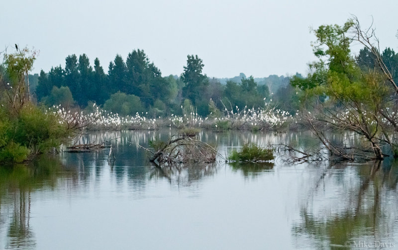 Rookery