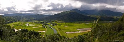 Taro Fields Pan