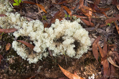 Unknown Fungus