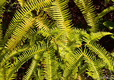 Ferns