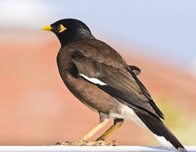 Common Myna (Acridotheres tristis)